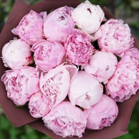 Букет Пионов 15 шт.